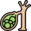 Gall Bladder